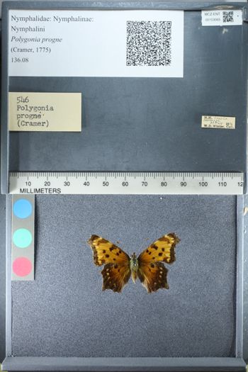 Media type: image;   Entomology 153065